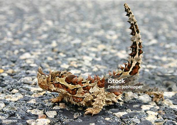 Diablo Espinoso Como Aquel Moloch Horridus Aka Foto de stock y más banco de imágenes de Diablo espinoso - Diablo espinoso, Gris, Territorio del Norte