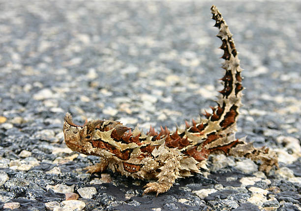 diavolo spinoso moloch horridus alias - thorny devil lizard australia northern territory desert foto e immagini stock