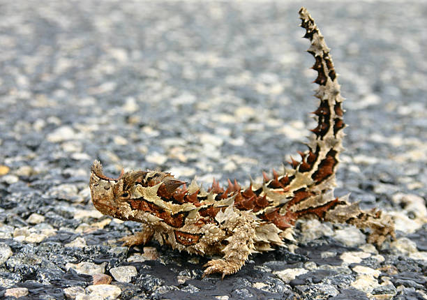 Moloch horridus aka Thorny Devil - Moloch horridus aka Thorny Devil on a street in the Northern Territory, Australia moloch horridus stock pictures, royalty-free photos & images