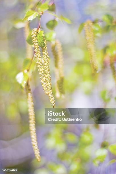 Catkin Fundo De Bétula - Fotografias de stock e mais imagens de Acender - Acender, Admirar a Vista, Amarelo