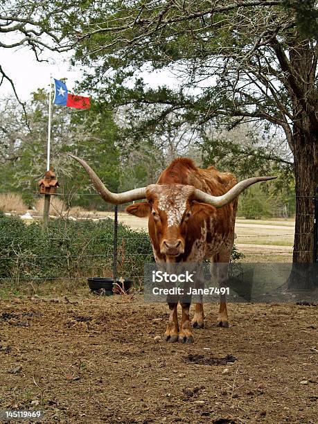 Mikey De Texas Foto de stock y más banco de imágenes de Aire libre - Aire libre, Bandera, Con cuernos