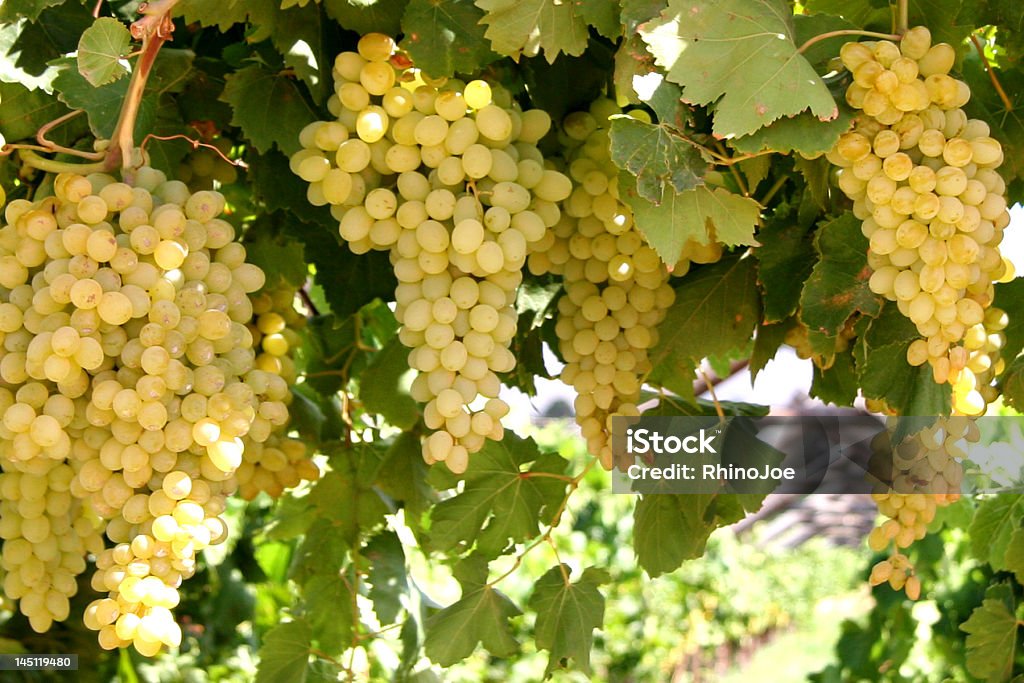 Sultanas - Royalty-free Blad Stockfoto