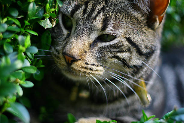 istock Cat secretly peeking around the corner 145119551