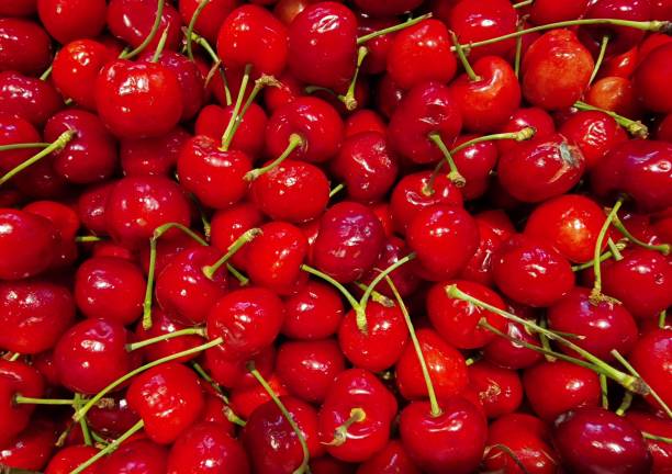 istock Close-up of many sour cherries 1451197914