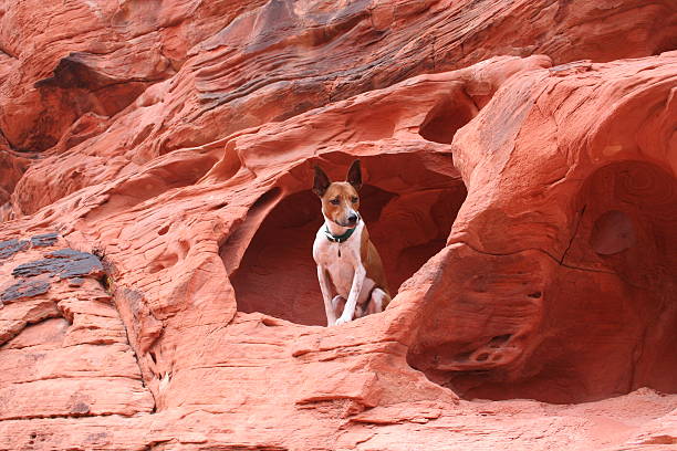istock Dog in a small cave 145119847