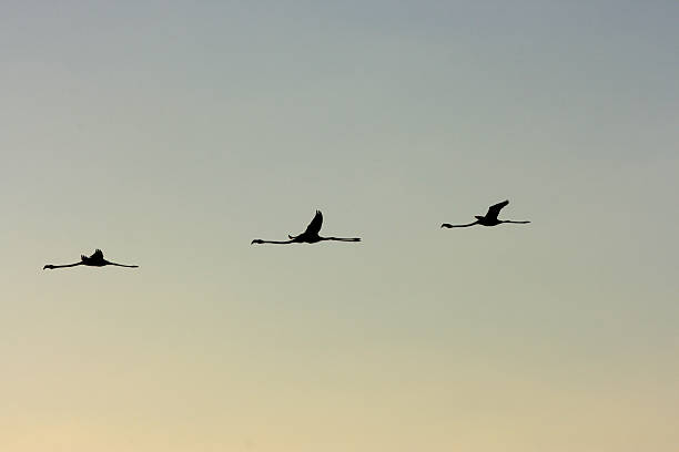 istock Flying flamingos in Celestun, Mexico 145119987