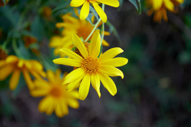 istock Close-up view of tree marigold flower blooming in forest 1451201017