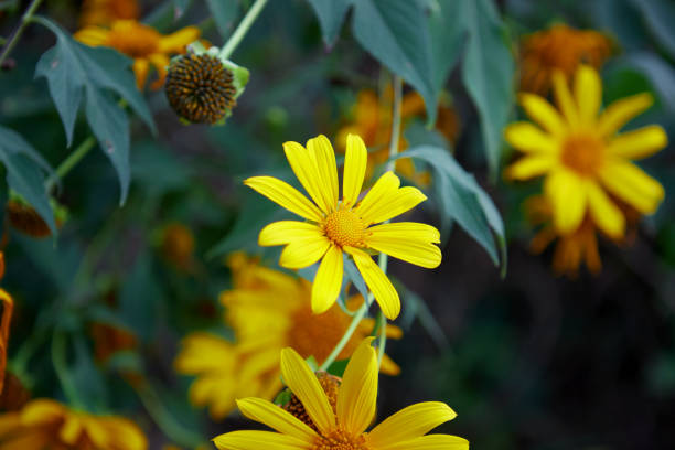 istock Close-up view of tree marigold flower blooming in forest 1451201024