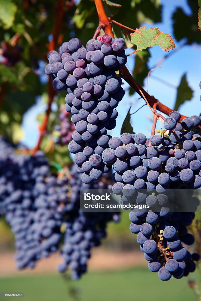 Raisins de Merlot dans le vignoble - Photo de Plante grimpante et vigne libre de droits