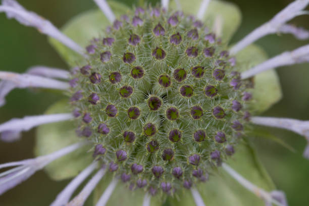 istock This is a closeup of a bergamot (Monarda, bee balm) coming into bloom 1451206169