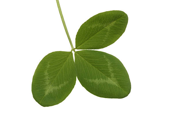 Clover leaf Leaf of red clover, isolated on white background ternate stock pictures, royalty-free photos & images