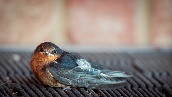 Close up of tiny hatchling Swallow sitting in on a welcome mat