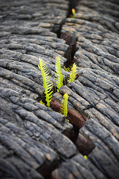 istock Fern growing out of a crack 145120809