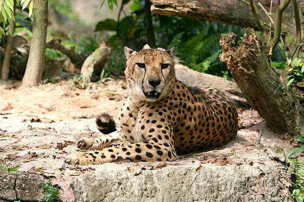 istock Acinonyx jubatus 145121021