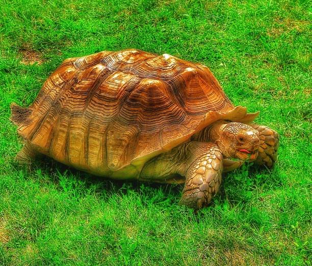 Tortoise Tongue Out Ready to Eat Some Grass stock photo