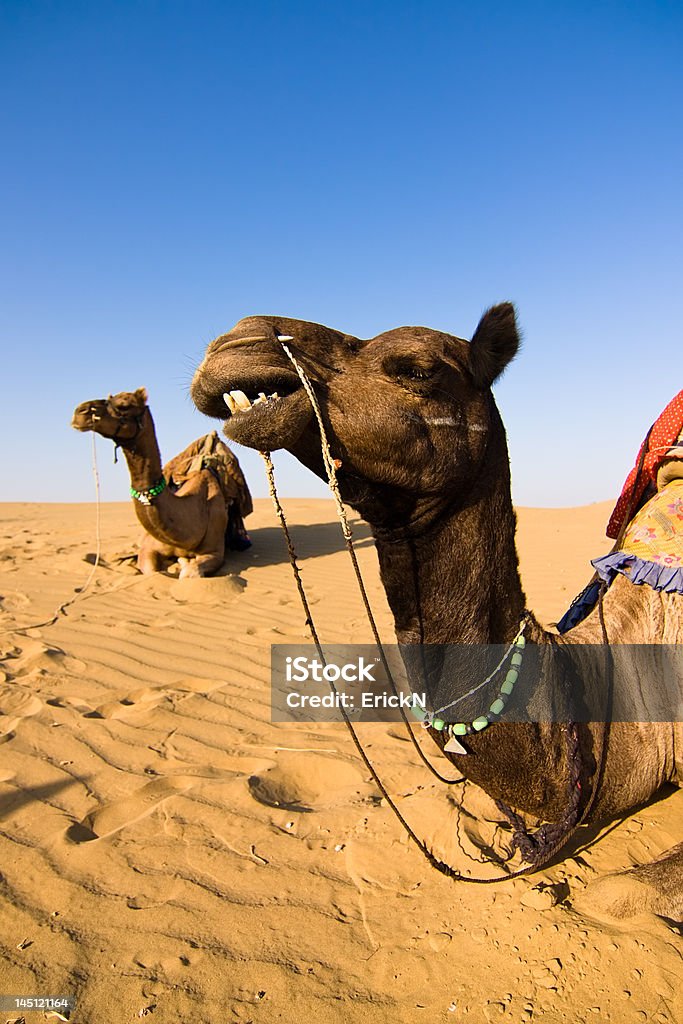 Camellos en el desierto de Thar - Foto de stock de Aire libre libre de derechos