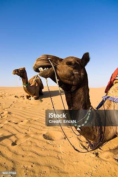 Camellos En El Desierto De Thar Foto de stock y más banco de imágenes de Aire libre - Aire libre, Animal, Animal macho