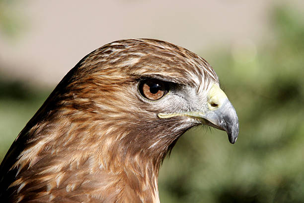istock Closeup of Red-tailed Hawk 145121834