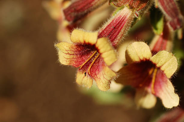 rehmannia glutinosa fleurs - Photo