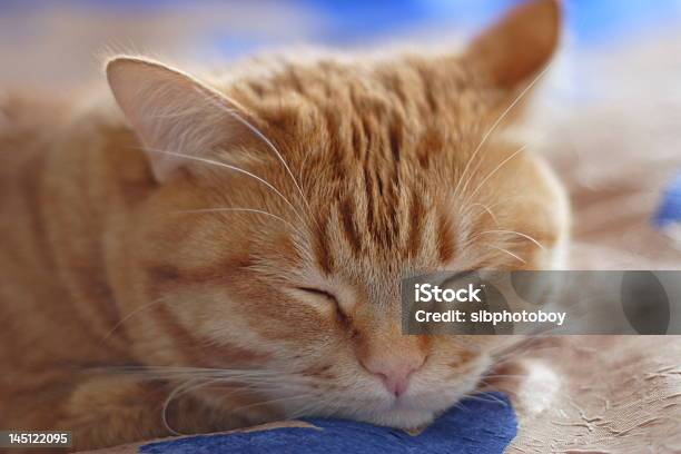 The Cat Top Model Stock Photo - Download Image Now - Animal, Animal Body Part, Animal Hair