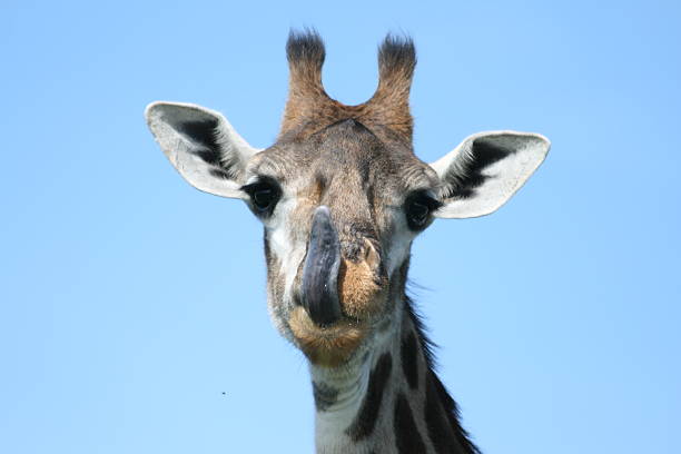istock Giraffe sticking tongue out 145122238