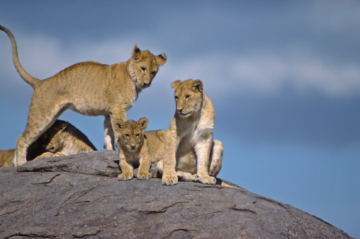 Young lions, part of a large pride, on a kopje against blue sky. Serengeti, Tanzania
