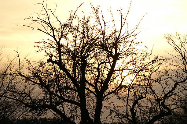 Silouette of a tree stock photo