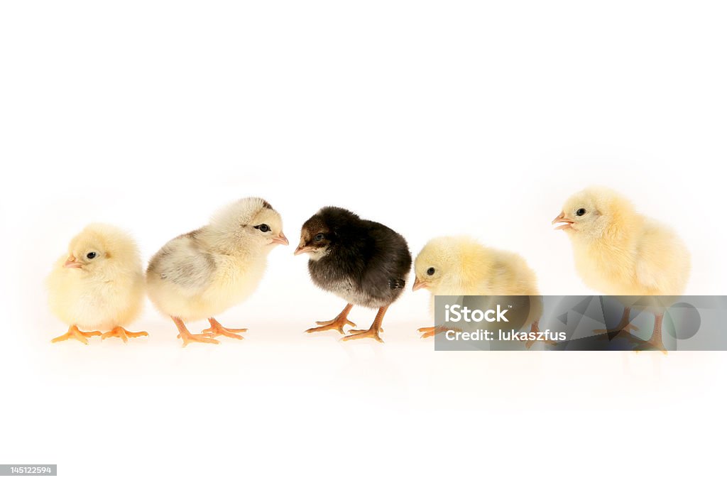 Bebé chcikens en filas 2 - Foto de stock de Amarillo - Color libre de derechos