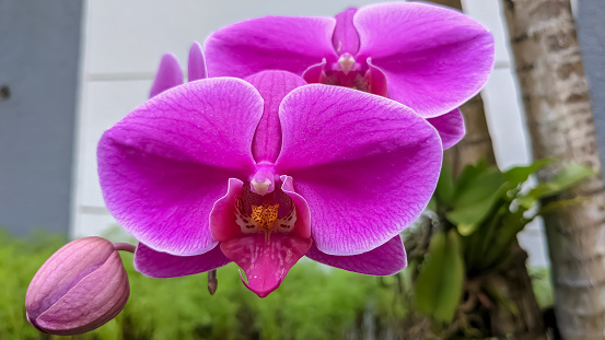 the blossom orchids in a garden known as Anggrek Bulan. The orchids can be cultivated in urban area with special care