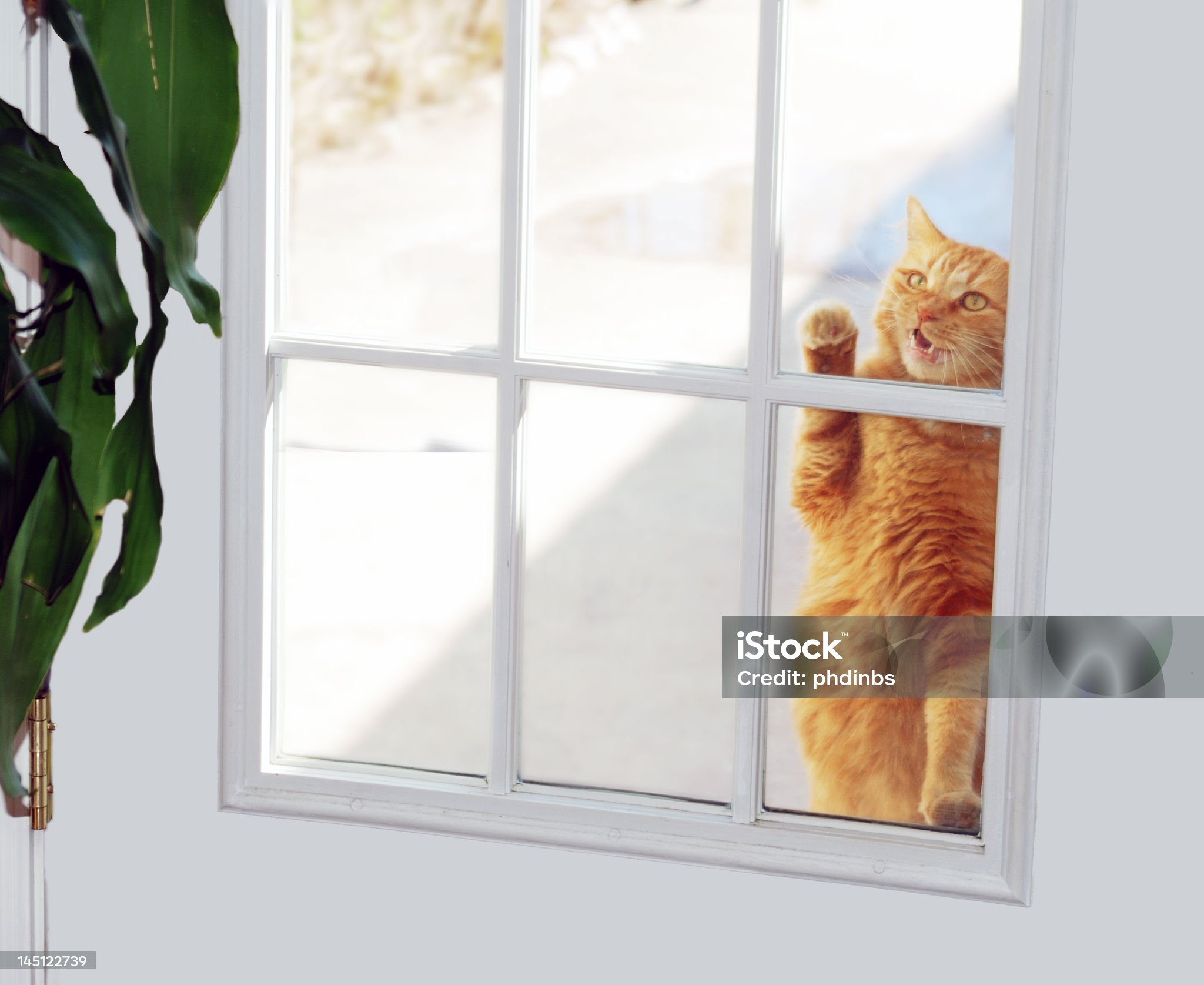cat-knocker.jpg