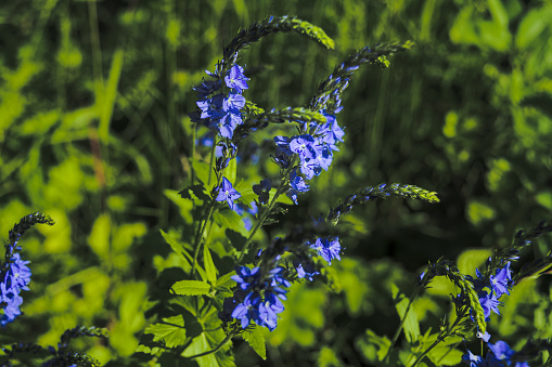 Veronica officinalis blue small flower in green meadow bakground. Veronica Officinalis is an important medicinal plant.