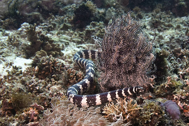 Seas snake resting stock photo