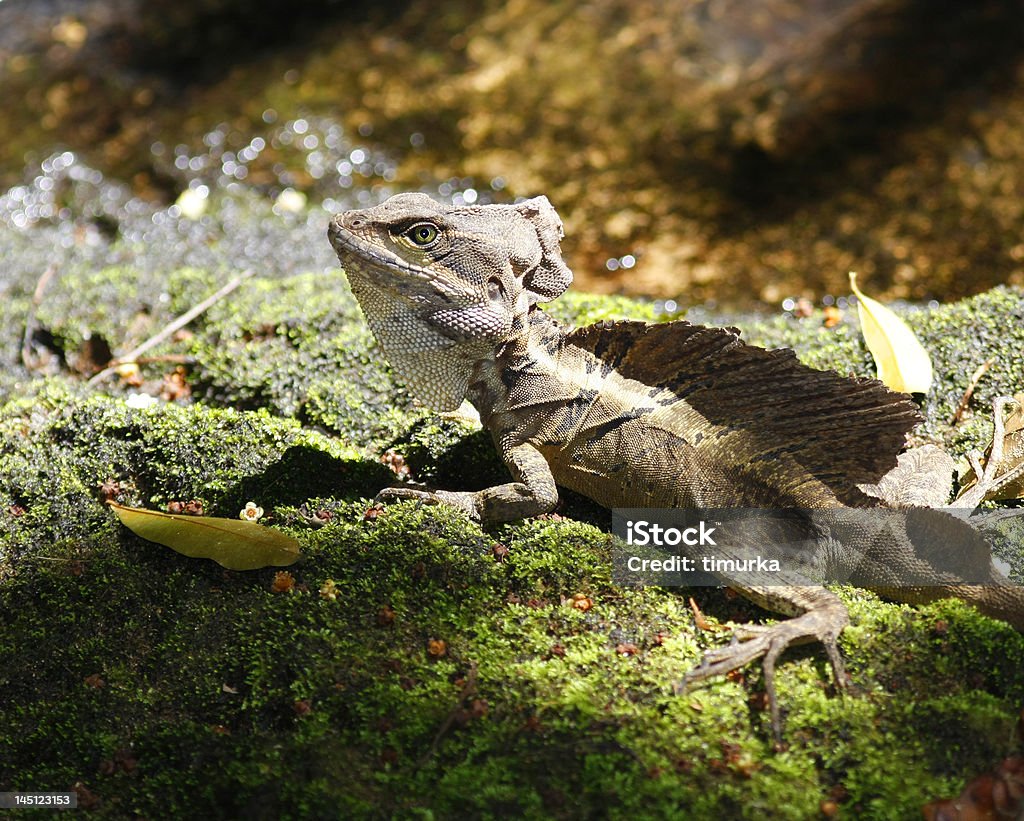 Marrone Basilisco, Gesù Cristo lucertola (Costa Rica - Foto stock royalty-free di Armadillo