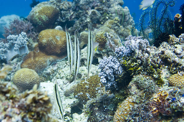 Floating shrimpfish stock photo