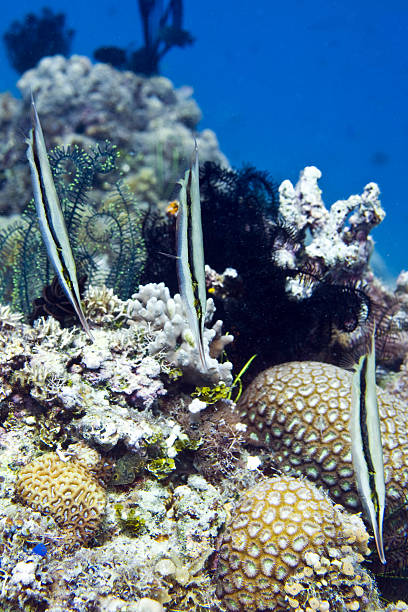 Three shrimpfish lined up stock photo