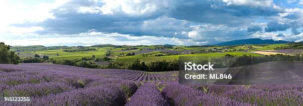 Photo libre de droit de Panoramique Paysage De Lavande En Provence banque d'images et plus d'images libres de droit de Agence de création graphique - Agence de création graphique, Agriculture, Ciel