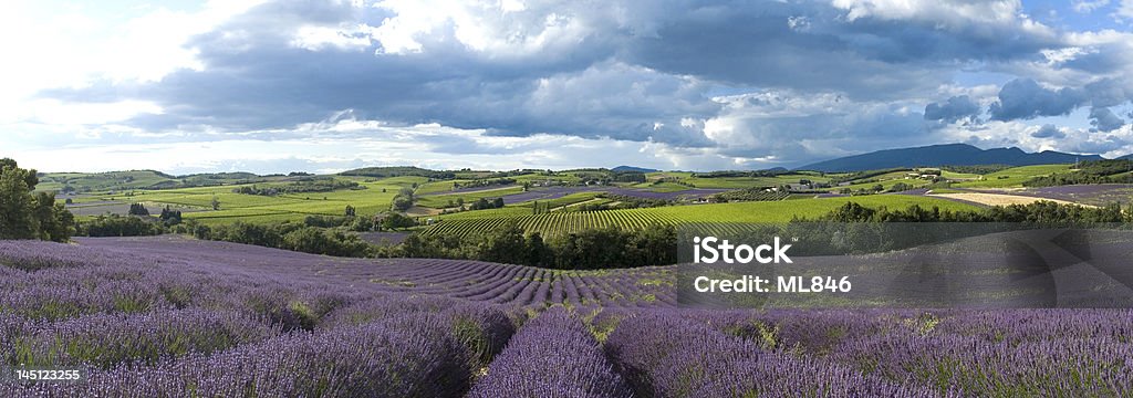 Panoramique paysage de lavande en Provence - Zbiór zdjęć royalty-free (Chmura)