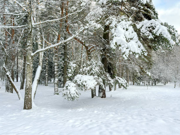 beautiful pine trees covered in white snow. winter park landscape after snowfall.