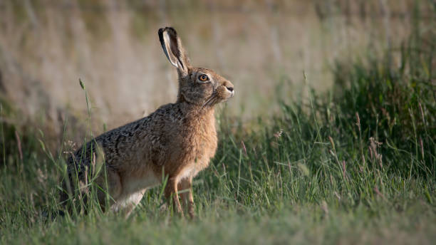 istock Large Hare out in the field 1451238348
