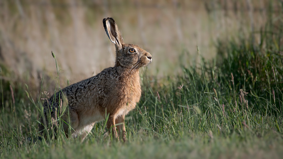 Cute brown hare, lepus europaeus, standing on a field in spring at sunset. Adorable wild animal looking to camera in horizontal composition from low angle view.