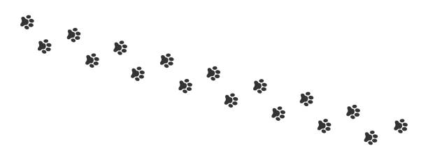 개, 고양이, 곰, 너구리의 젖은 또는 진흙 발자국. 발 실루엣 스탬프. 흰색 배경에 격리된 동물을 달리거나 걷는 단계의 흔적 - paw print animal track dirt track stock illustrations