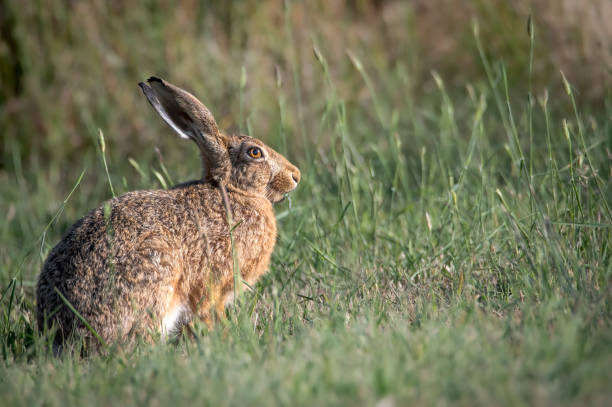 istock Large Hare out in the field 1451238460