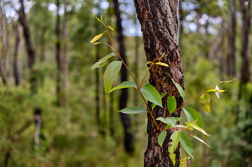 Eucalyptus tree trunk still showing some blackened bark from a bush fire with new growth of leaves and branch in the spring. Blue Mountains National Park, Australia