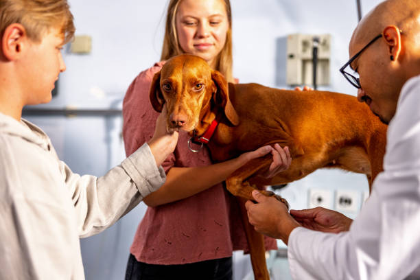 istock Latin Veterinarian Examining Dogs Paws 1451240284