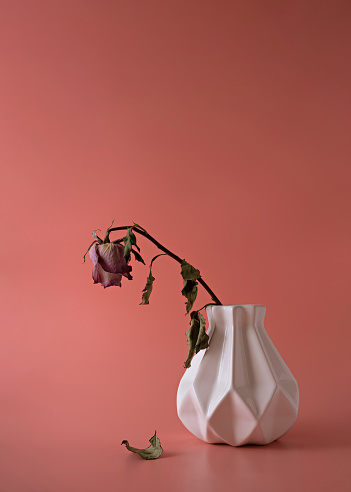 Beautiful dry flower in a white vase on a pink coral background. Creative minimal background. The concept of extinct love or youth. Copy space.