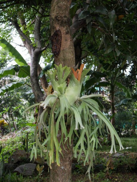 istock Platycerium coronarium attached to a tree 1451240707