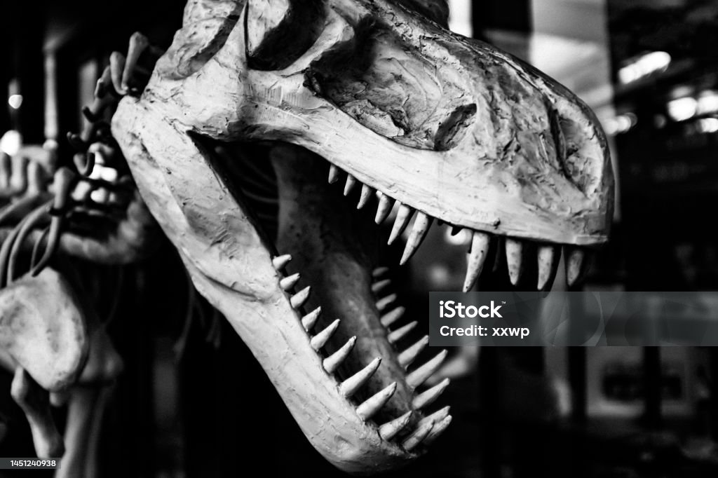 Faux Tyrannosaurus Rex Skull Location: No. 18 Yongrun Road, Haidian District, Beijing, China, Yuejie, a popular science learning area for children Monster - Fictional Character Stock Photo