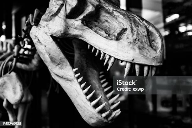 Faux Tyrannosaurus Rex Skull Stock Photo - Download Image Now - Monster - Fictional Character, Side View, Teeth