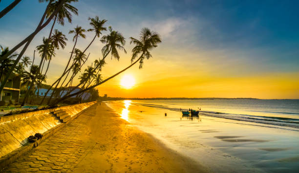 istock Dawn on the beach with tilted coconut trees, long sandy beach 1451241528
