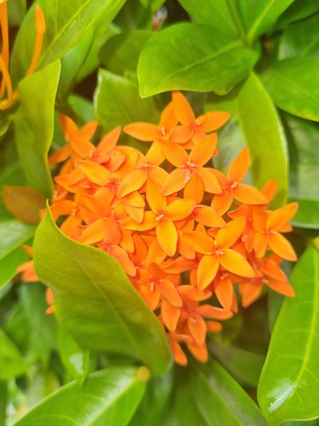 istock Beauty Orange flowers 1451242143